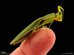 Tapeta National Geographic 334.jpg